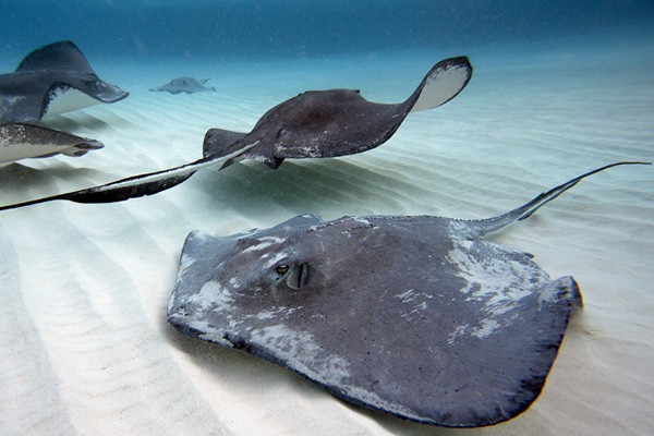 Stingray City